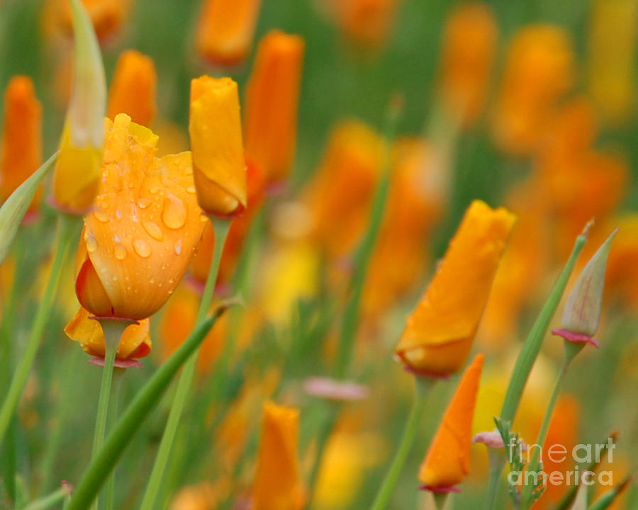 Cali Poppy in the Rain I Photograph by Chuck Flewelling