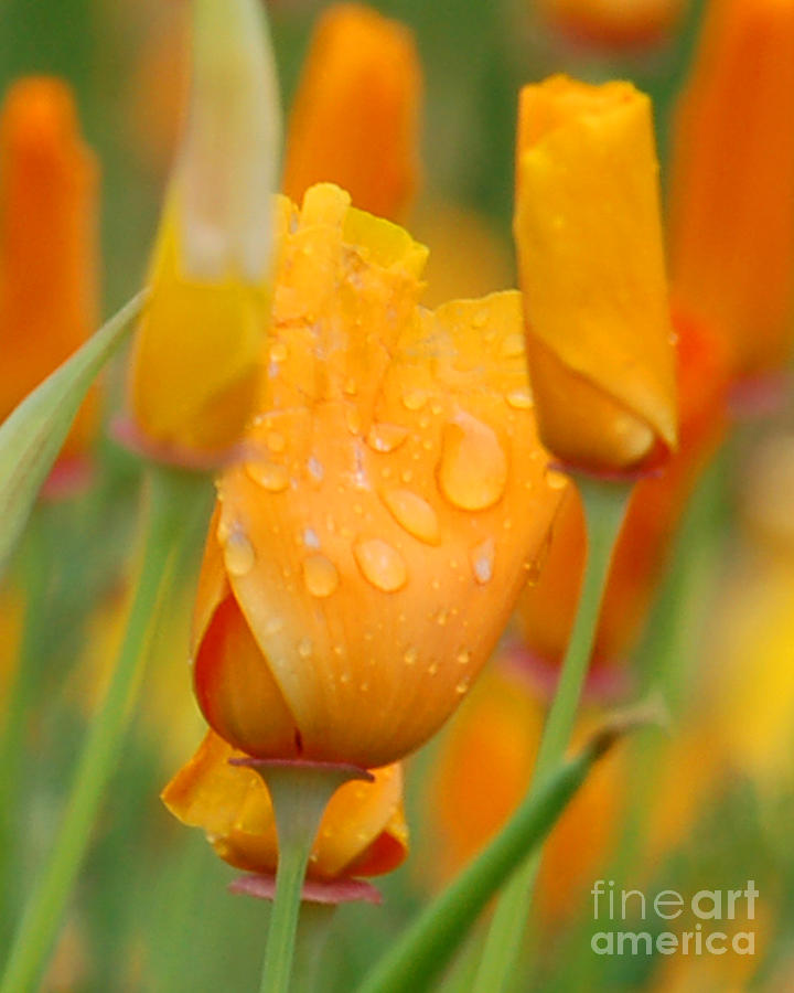 Cali Poppy in the Rain II Photograph by Chuck Flewelling