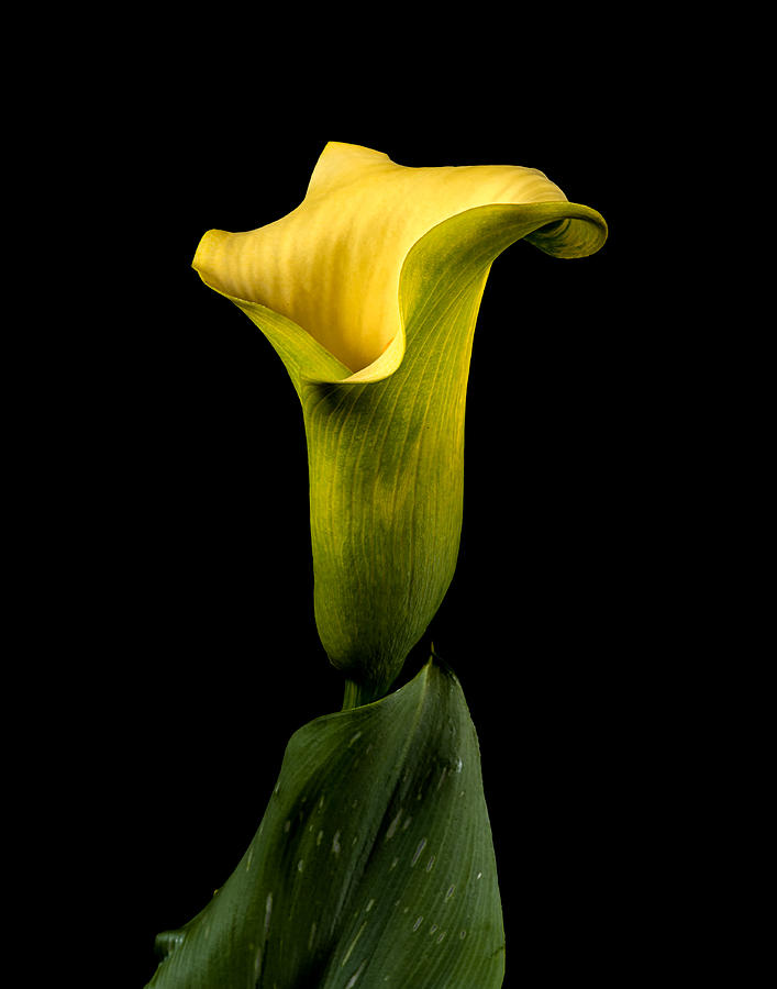 Calia Lilly Photograph by Boyd E Van der Laan - Fine Art America
