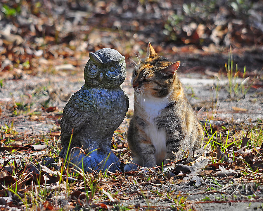 Calico Cat and Obtuse Owl Photograph by Al Powell Photography USA