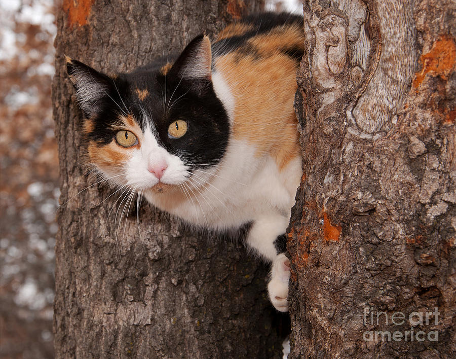 Calico Cat Camouflaged Photograph by Sari ONeal