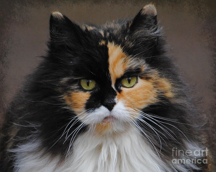 Calico Cat Photograph by Jai Johnson