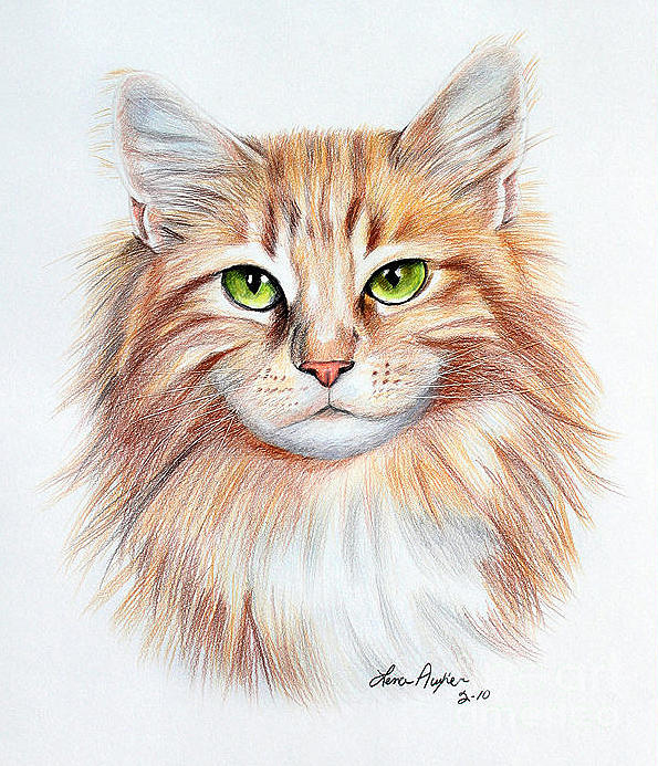 Calico Cat Drawing by Lena Auxier - Fine Art America