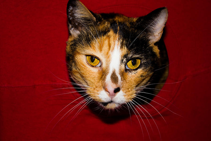 Cat Photograph - Calico Cat by Mayra Pau