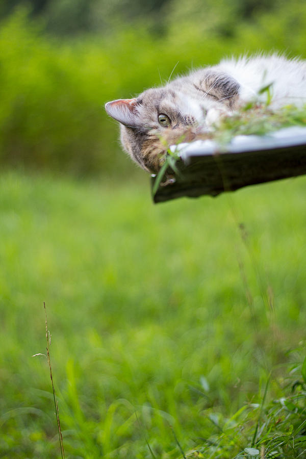 Calico Cat Playing Summer Green Photograph by Christina Borders - Fine ...