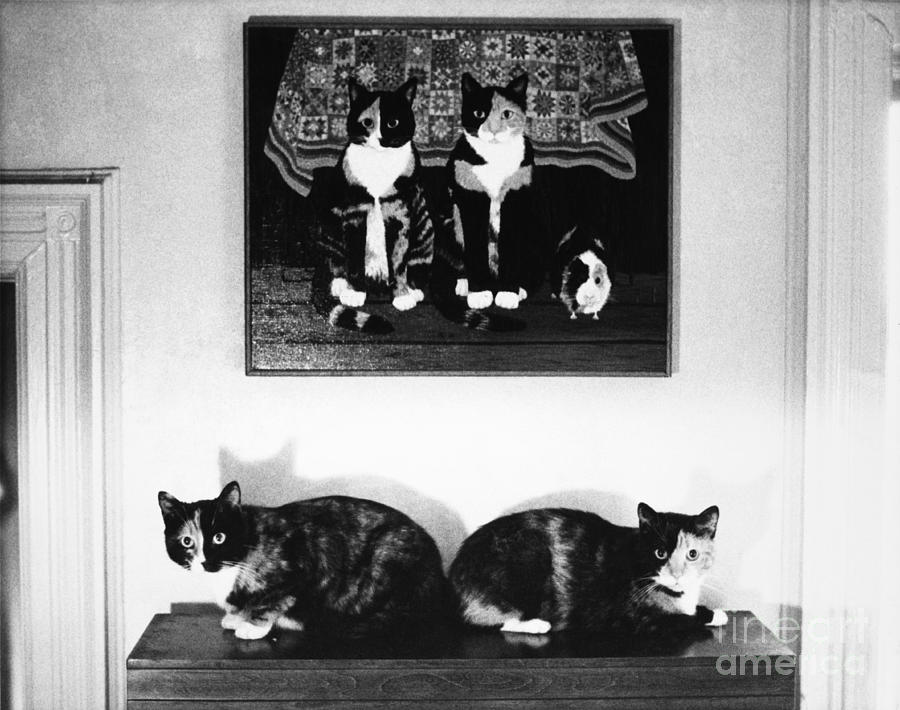 Calico Cats Beneath Their Portrait Photograph by Joan Baron