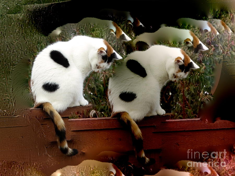 Calico Cats Photograph by Phyllis Kaltenbach