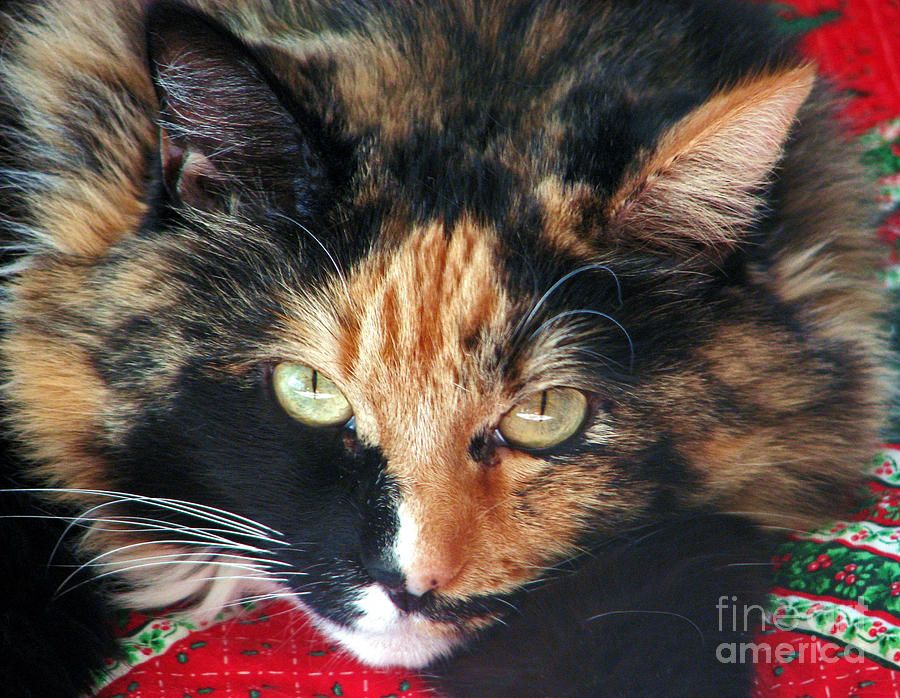 Calico Cutie Photograph by Chris Anderson