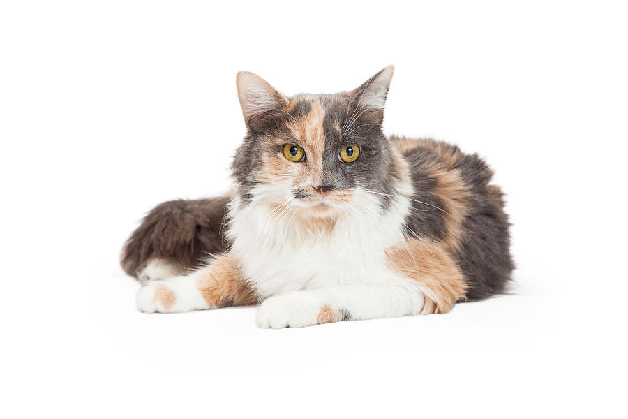 Calico Domestic Longhair Cat Laying Photograph by Good Focused