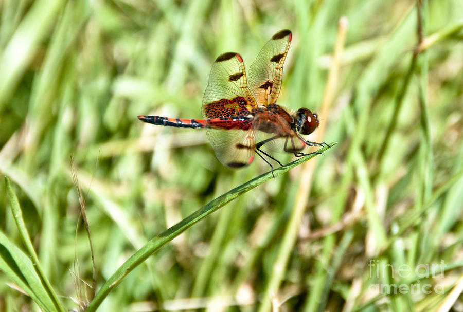 Calico Pennant 2 Photograph by Cheryl Baxter