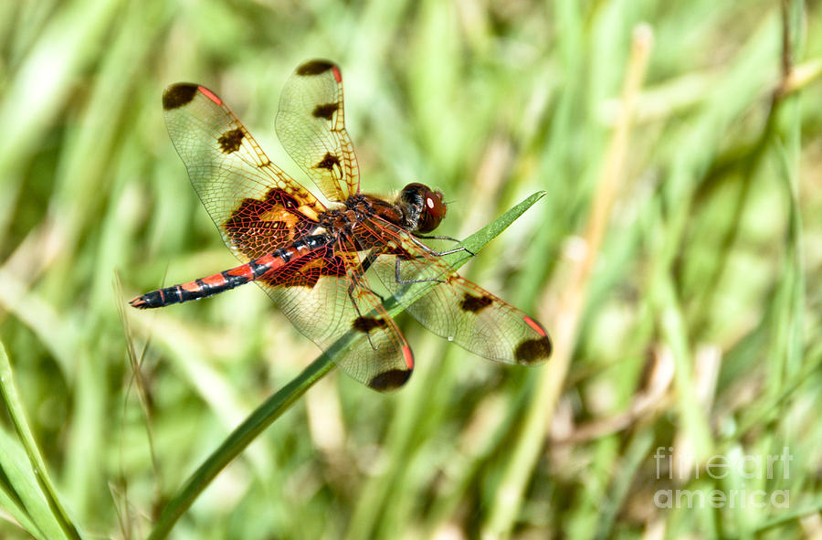 Calico Pennant 3 Photograph by Cheryl Baxter