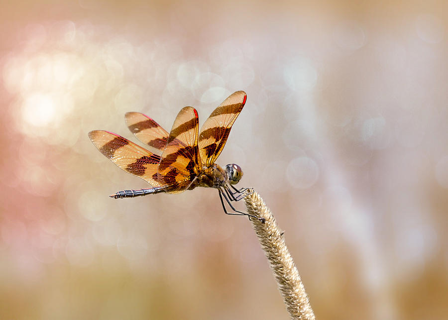 Calico Pennant Photograph by Bill and Linda Tiepelman