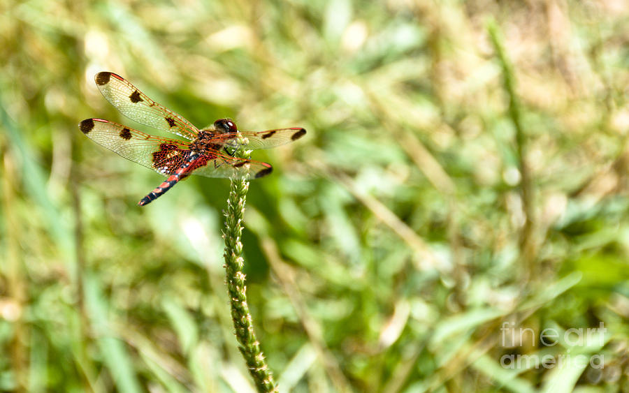 Calico Pennant Photograph by Cheryl Baxter