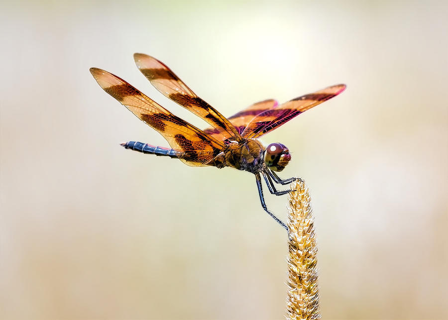 Calico Pennant Dragonfly Photograph by Bill and Linda Tiepelman