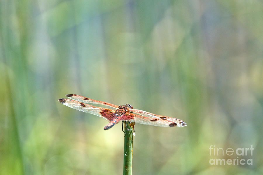 Calico Pennant from above Photograph by Cheryl Baxter