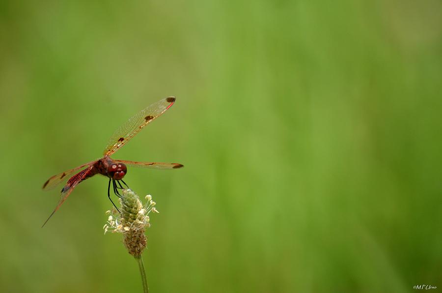 Nature Photograph - Calico Pennant  by Maria Urso