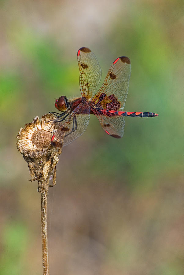 Calico Pennant on Dried Flower Photograph by Jim Zablotny
