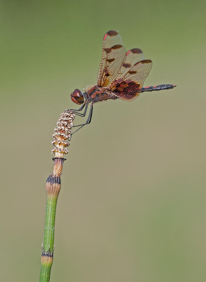 Calico Pennant on Horsetail Photograph by Jim Zablotny