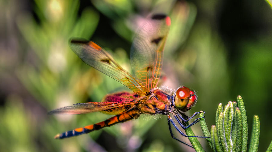 Calico Pennant Photograph by Rob Sellers