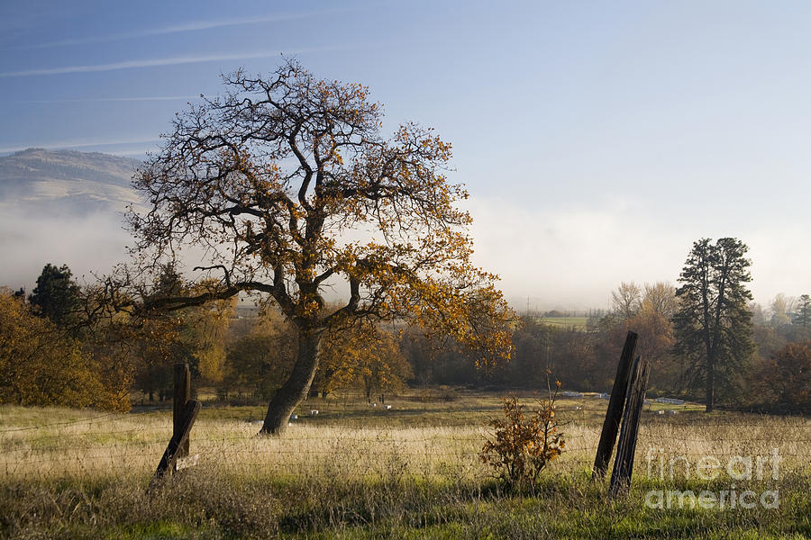 California Black Oak Photograph by Sean Bagshaw