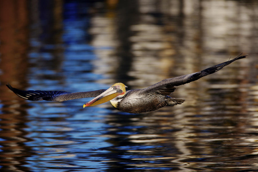 California Brown Pelican C6J2145 Photograph by David Orias