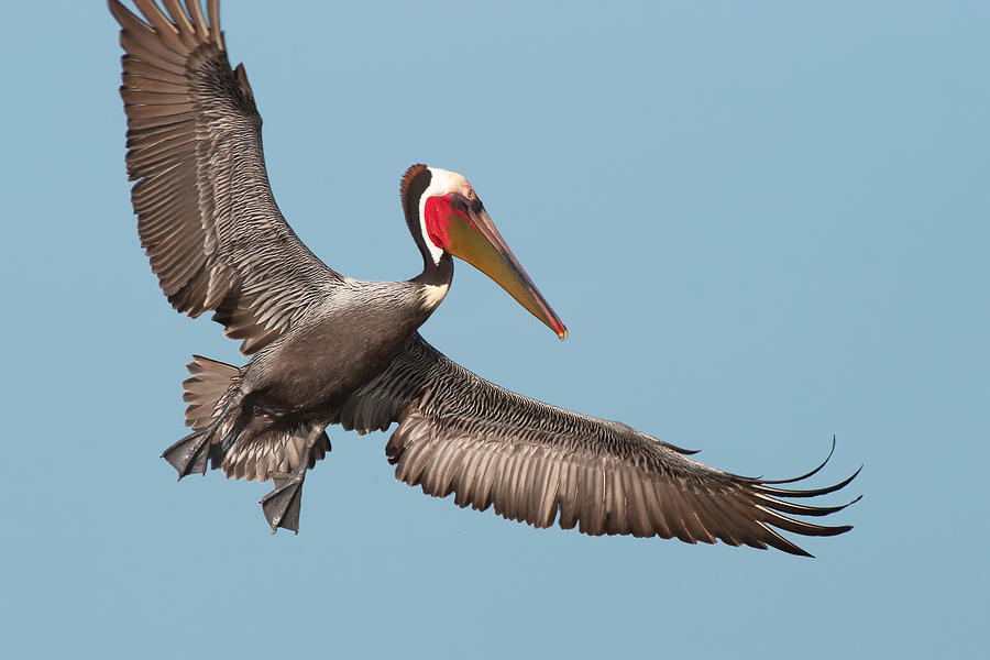 California Brown Pelican with Stretched Wings Photograph by Ram Vasudev