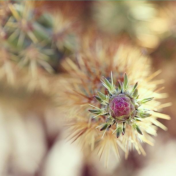 Nature Photograph - California Cactus Blooms by Cristi Bastian