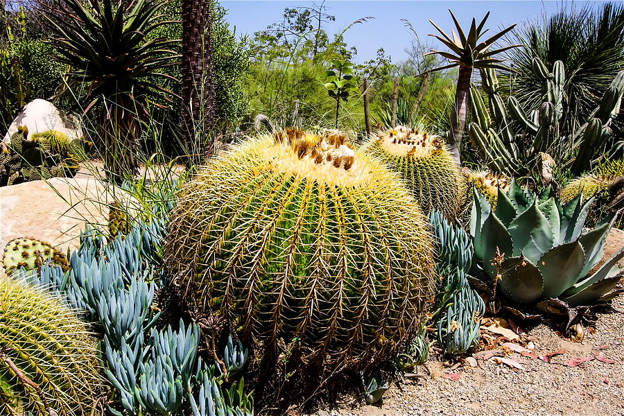 California - Cactus Photograph by Russell Mancuso - Pixels