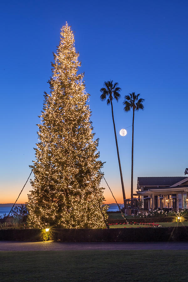California Christmas Photograph by Cliff Wassmann