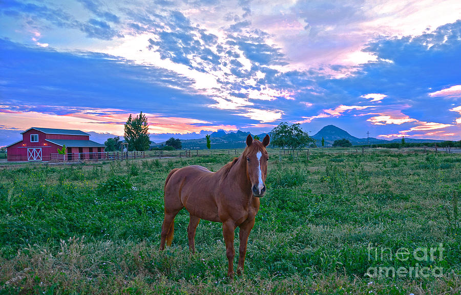 Sunset Photograph - California Horse   by Michelle Zearfoss