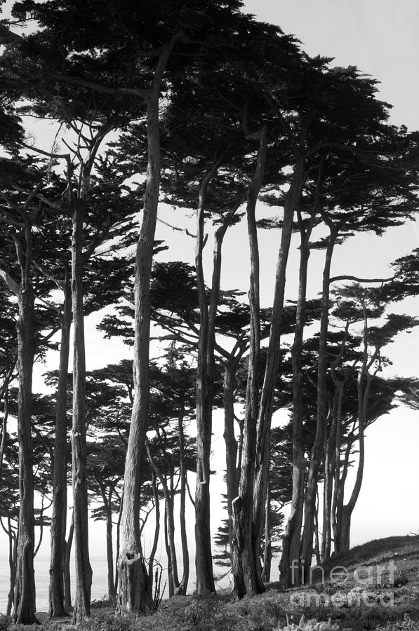 California Coastal Trees Photograph by Haleh Mahbod