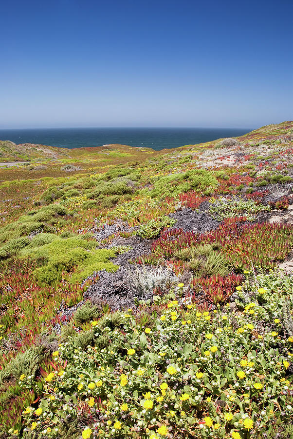 California Coastal Wild Flowers With Photograph by Philippe Widling / Design Pics