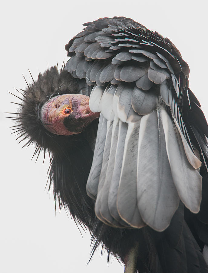 California Condor Photograph by Angie Vogel