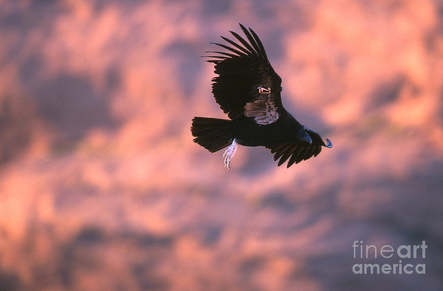 California Condor Photograph by Art Wolfe