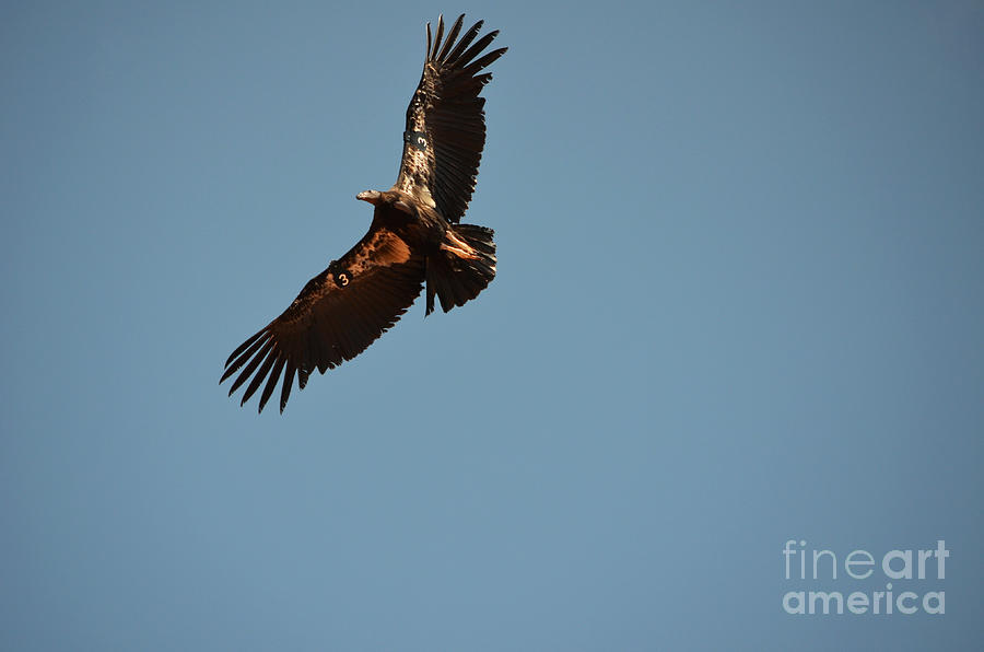 California Condor Endangered Species Soaring in Grand Canyon National Park Photograph by Shawn OBrien
