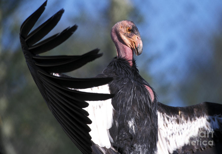California Condor Photograph by Mark Newman