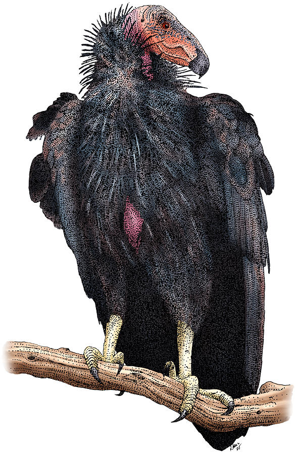 California Condor Photograph by Roger Hall