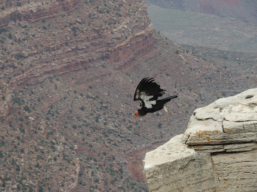 California Condor Taking Flight Photograph