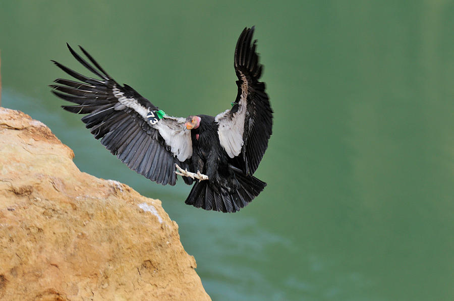 California Condor Photograph by Thomas And Pat Leeson