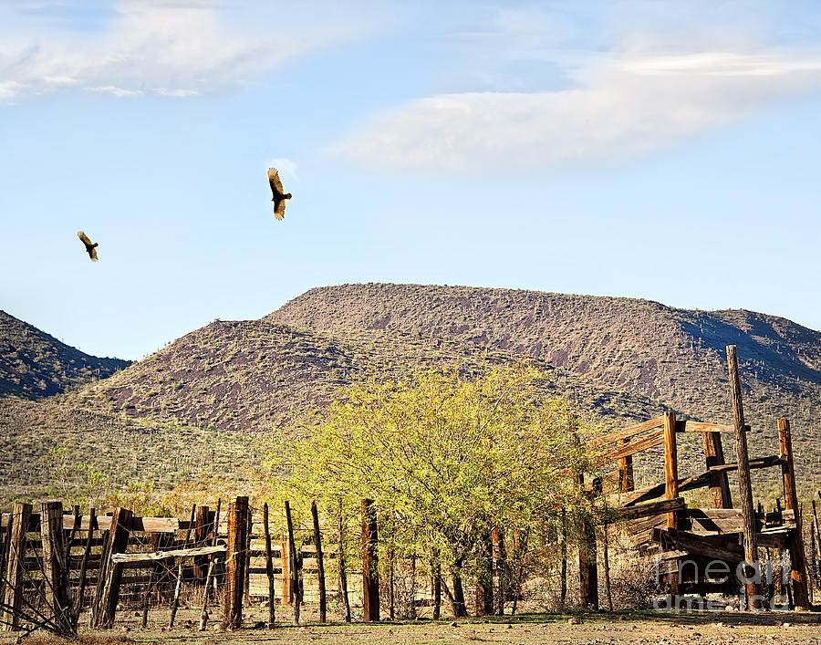 California Condors in Arizona Photograph by Lee Craig