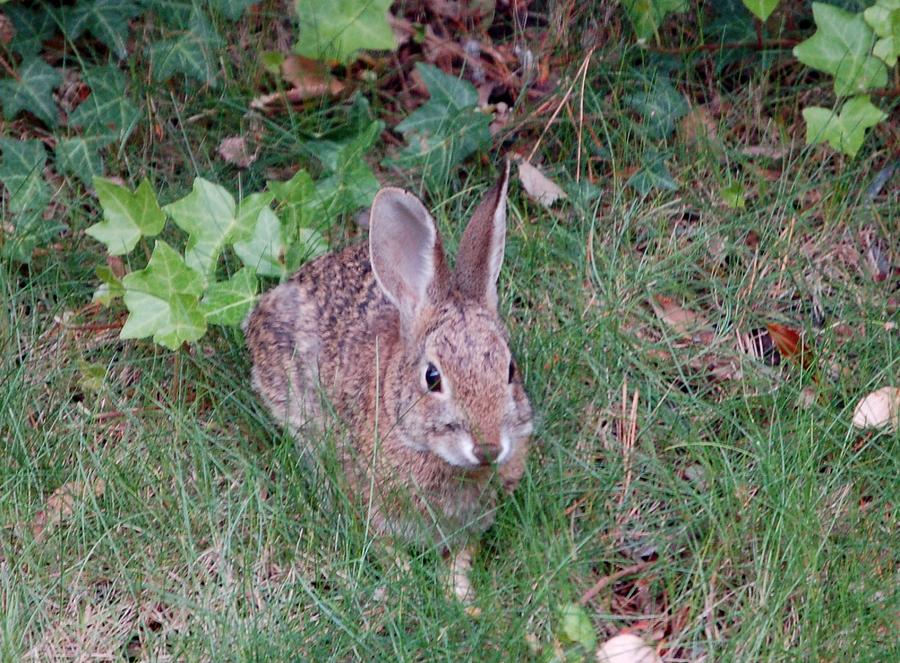 California Cottontail Rabbit I Photograph by Linda Brody