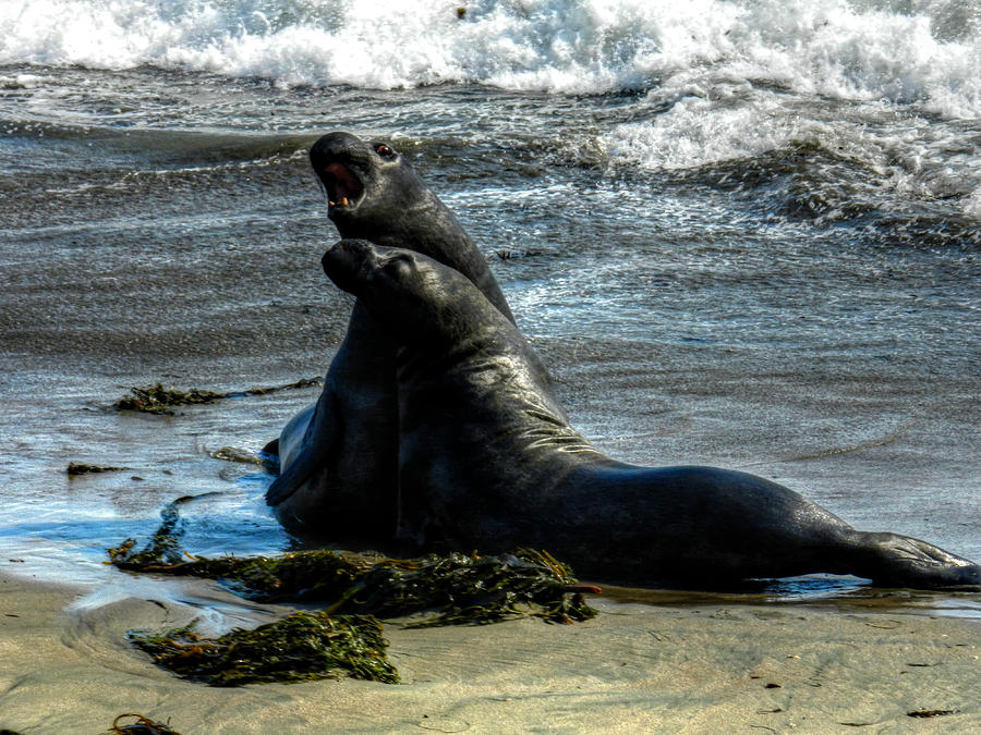 Beach Photograph - California - Elephant Seals of Big Sur 006 by Lance Vaughn