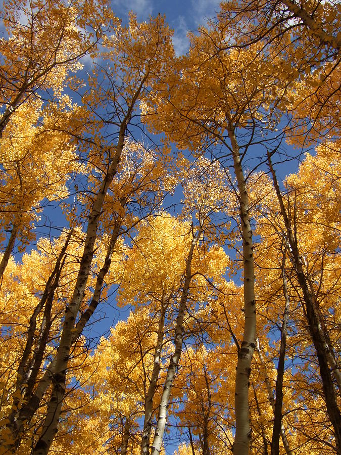 California Fall Colors Photograph by Marc Crumpler