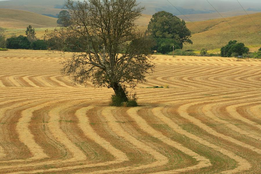 Landscape Photograph - California Farm by Douglas Miller
