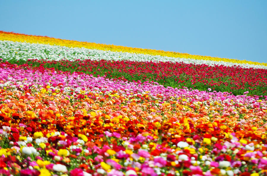 California Flower Fields Photograph by Kyle Hanson