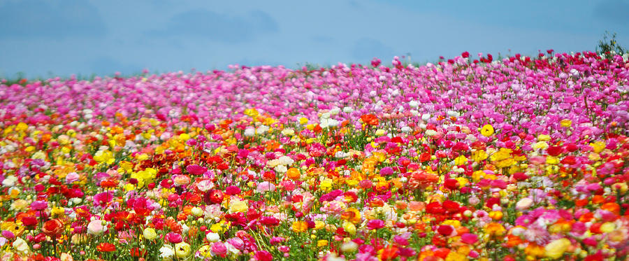 California Flower Fields Panorama Photograph by Kyle Hanson