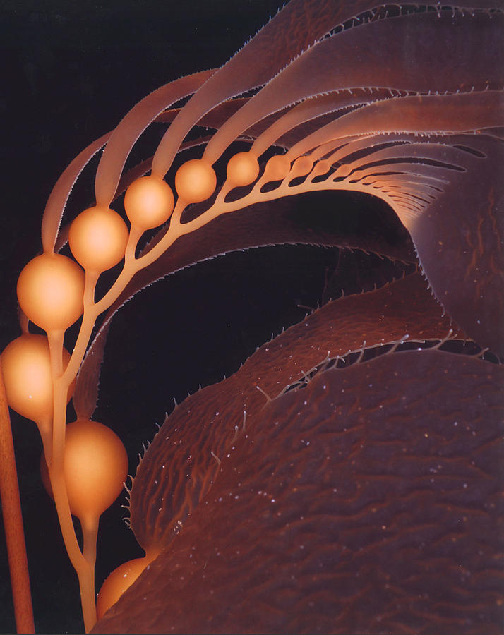 California Giant Brown Kelp by Derek Tarr Photograph by California Coastal Commission
