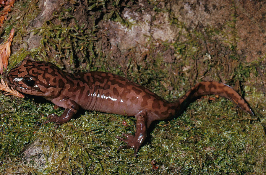 California Giant Salamander Photograph by Karl H. Switak