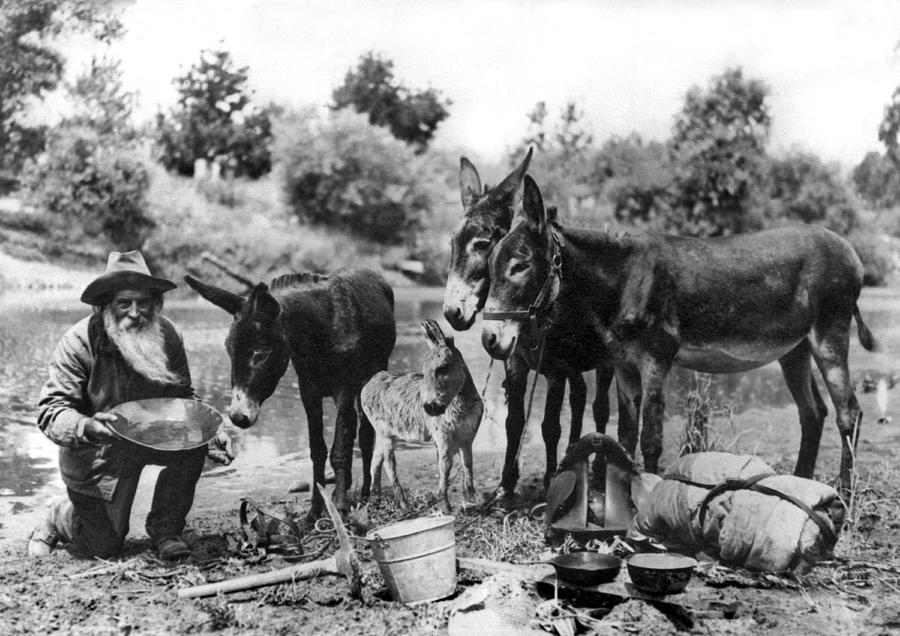 Black And White Photograph - California Gold MIner by Underwood Archives