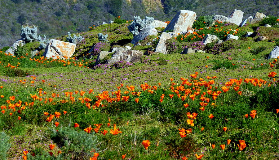 California Golden Poppies Photograph by Jeff Lowe
